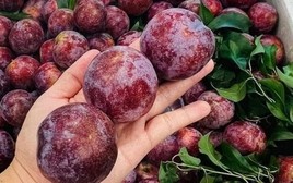 Nhận quà quê của thông gia gửi xuống, tôi không biết nên vui hay buồn, nhất là sau khi nghe lời đề nghị của con dâu