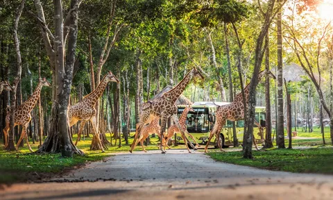 Những “hành khách” đặc biệt, bay chuyên cơ tới Safari giữ “kỷ lục kép” của Vinpearl giờ ra sao?