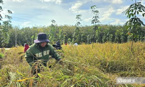 Mùa vàng giữa rừng cao su ở Đồng Nai