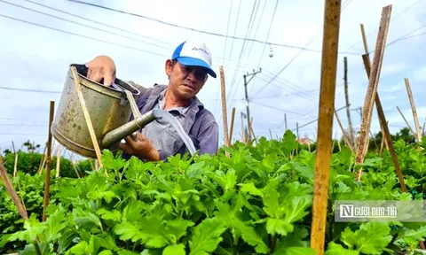 Thời tiết thất thường, nông dân trồng hoa ở Quảng Ngãi bước vào vụ Tết đầy lo toan