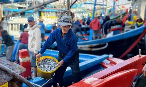 Quảng Ngãi: Nhộn nhịp mùa cá cơm, ngư dân "hái lộc" chục triệu mỗi đêm