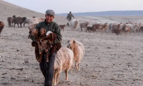 Thưởng Tết "không giống ai": Tặng cừu cho nhân viên và lý do phía sau