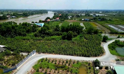 Hành trình "nở hoa" của thủ phủ mai vàng Tây Ninh