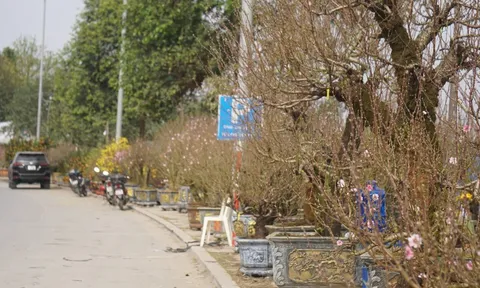 Giá thuê hè phố bán cây cảnh ở Hạc Thành tăng gấp 3 lần, tiểu thương lo lỗ vốn