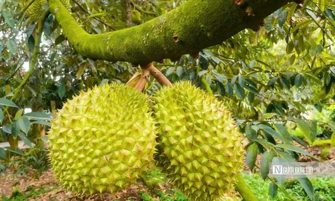 Khan hàng, doanh nghiệp tăng giá gom sầu riêng xuất khẩu
