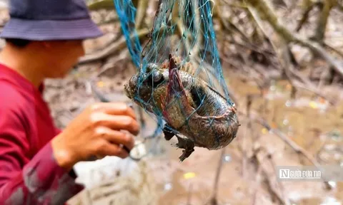 Theo chân ngư dân săn “cá biết bò” ở Đất Mũi