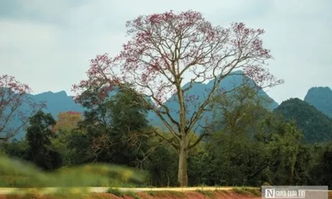 Hoa gạo bung nở rực rỡ, nhuộm đỏ một vùng quê xứ Nghệ