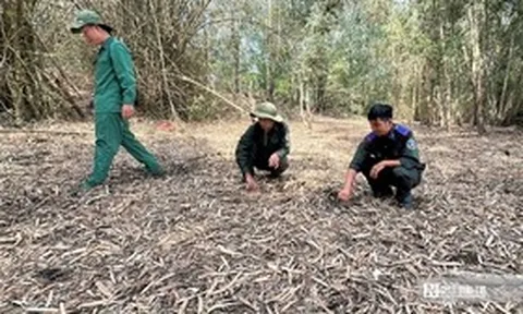 Canh lửa mùa khô: Giữ bình yên rừng Tràm Chim, Gò Tháp