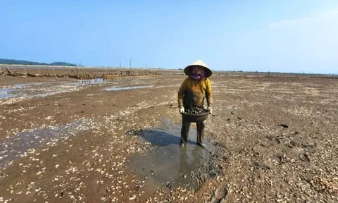 Vụ ngao chết hàng loạt: Nhiều năm tái diễn, gây thiệt hại cho người nuôi
