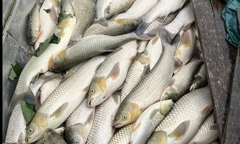 Hàng tấn cá nuôi lồng bè trên sông Lam chết bất thường