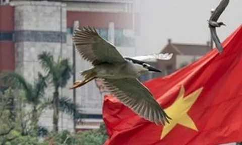 Hà Nội đất lành chim đậu: Chim hoang dã chao liệng săn mồi giữa Hồ Gươm tạo ra khung cảnh hiếm có
