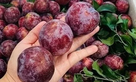 Nhận quà quê của thông gia gửi xuống, tôi không biết nên vui hay buồn, nhất là sau khi nghe lời đề nghị của con dâu