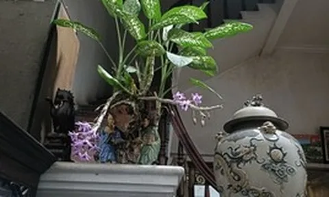 Nghe con rể báo "Con sợ vợ con quá" mà tôi bủn rủn, đến chính tôi cũng thấy con gái mình khó lường