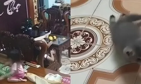 Bé gái thản nhiên ném mạnh khiến chú mèo con liệt 2 chân sau: “Trẻ con biết gì đâu” có nên là cái cớ cho hành vi bạo lực?