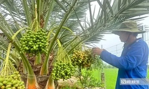 Chà là bén duyên vùng biên, mở hướng canh tác mới