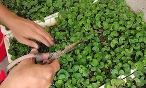 Lợi ích của rau má
