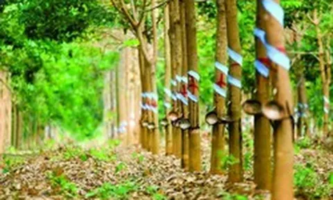 1 cổ phiếu kịch trần trước tin sắp nhận 2.100 tỷ đồng tiền đền bù từ ông lớn Singapore