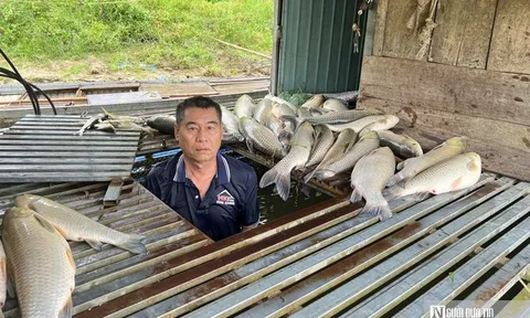 Cá chết hàng loạt bất thường trên sông Lam: Xác định nguyên nhân ban đầu