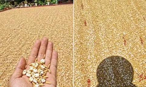 Bức ảnh trời nóng đến mức thóc phơi nổ thành bỏng: Chuyên gia lên tiếng