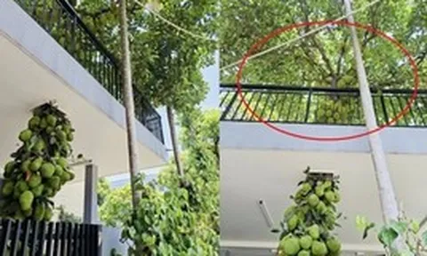 Cây mít trăm quả, mọc chi chít xuyên 2 tầng nhà ở Đà Nẵng, chủ nhà không bán mà để làm 1 việc