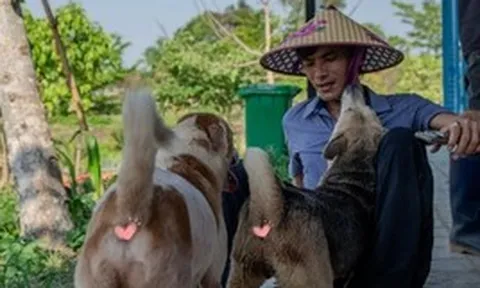 "Sân nhà nhiều chó" giữa nắng nóng 40 độ: 600 bé chó cần được giải nhiệt mỗi ngày và những ca làm không có giờ kết thúc