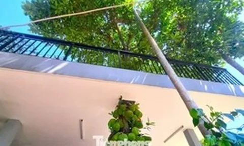 CLIP: Cây mít mọc xuyên mái nhà ở Đà Nẵng, quả 'chen chúc' từ tầng 1 lên tầng 2