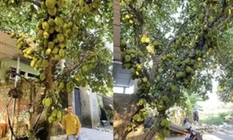 Cây mít chi chít quả từ gốc đến ngọn ở Đà Nẵng: Chủ tiết lộ năm nay mất mùa vì được có… 400 quả