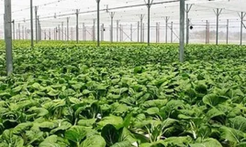 Tích cóp gần 20 năm mới có căn nhà và hơn 1 tỷ đồng tiết kiệm, giờ nghe vợ "lên kế hoạch" mà tôi suýt đánh rơi cốc nước
