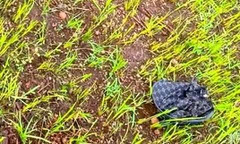 Nữ sinh lớp 8 đi chăn bò thuê bị sét đánh tử vong