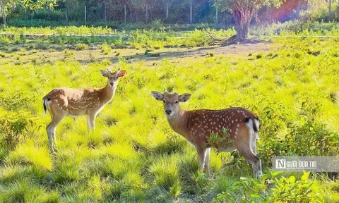 Vườn Quốc gia Kon Ka Kinh, "nóc nhà của Gia Lai" mở cửa đón khách