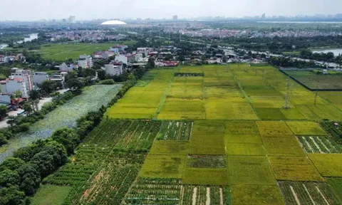 Quy định mới về xây nhà trên đất lúa: Xây 1 tầng, không hầm