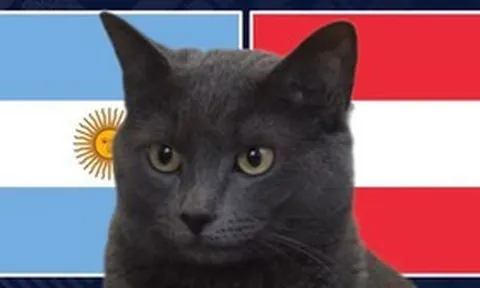 Mèo "tiên tri" dự đoán thế nào về trận Argentina vs Áo?