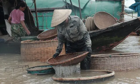Giữa cái nắng như đổ lửa, người dân vẫn đổ xô xuống sông La săn “lộc trời”