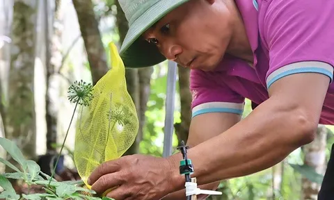 Giữa đại ngàn Ngọc Linh, từng chùm hạt sâm được "mặc áo giáp" chờ ngày thu hoạch