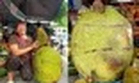 Quả mít khổng lồ nặng 53kg ở Lạng Sơn được bán với giá bất ngờ, ngỡ ngàng khi bổ ra