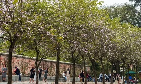 Chăm sóc cây xanh tại công trình đô thị: Bí quyết để môi trường sống xanh hơn