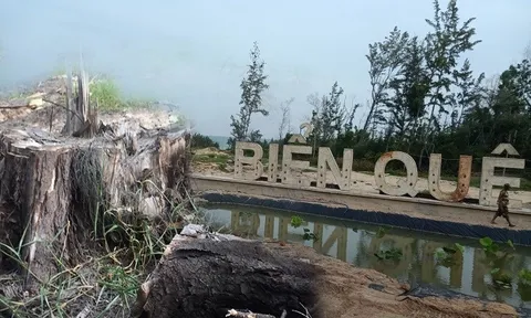 Bình Thuận: Giao hơn 12ha đất rừng cho doanh nghiệp không qua đấu giá?