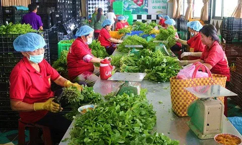 Đột nhập vùng trồng rau miền Tây tươi mướt như ở Đà Lạt cung cấp cho Bách Hóa Xanh