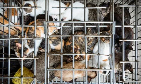 5 triệu chó và 1 triệu mèo bị giết lấy thịt hằng năm tại Việt Nam